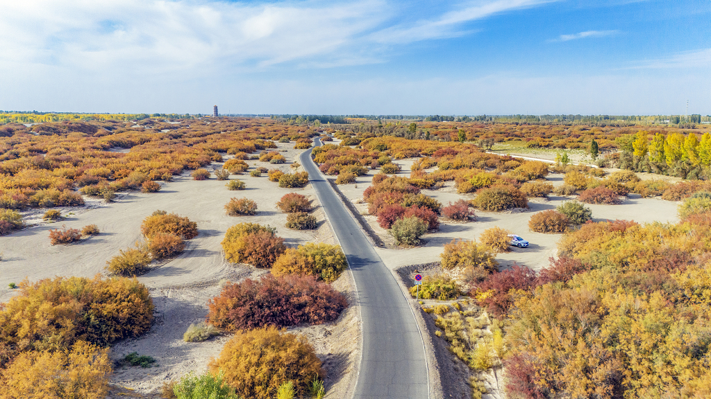 秋日的午后蓝天白云下沙漠中一条公路穿过路两边暗红色灌木丛