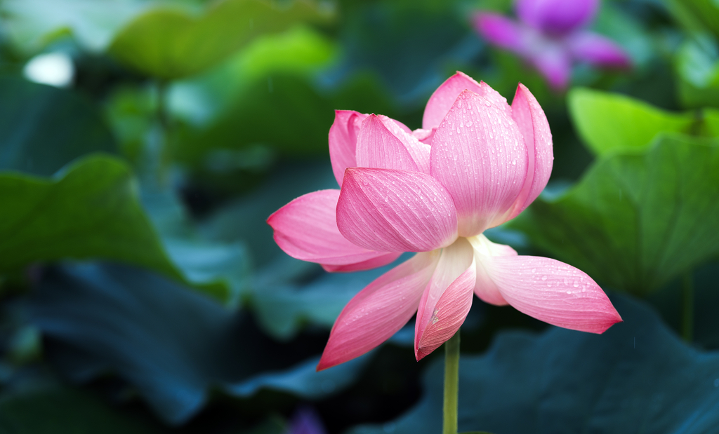 盛夏怒放的荷花大暑小暑夏至夏天