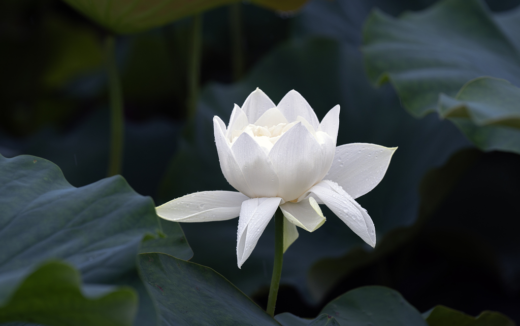 那一朵洁白的荷花大暑小暑夏至夏天