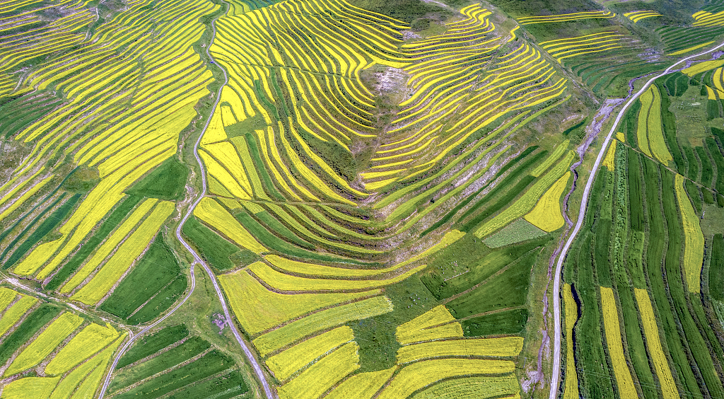 航拍高山山顶彩带般黄绿相间的油菜花梯田