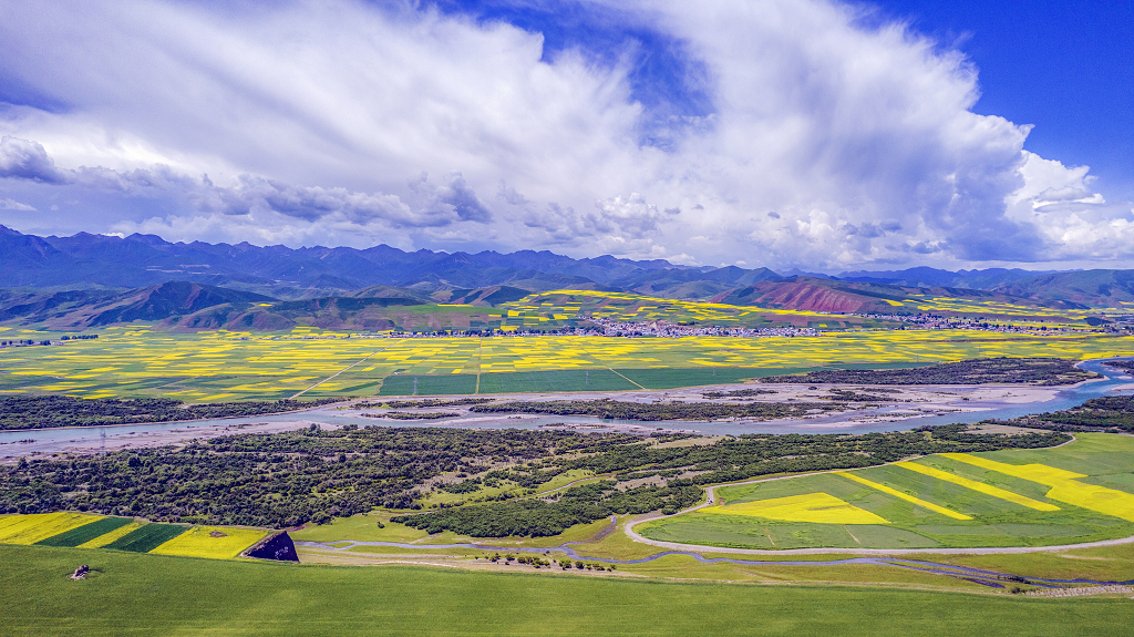 夏日的蓝天白云下河道两旁金黄色的油菜花和绿油油的青稞地