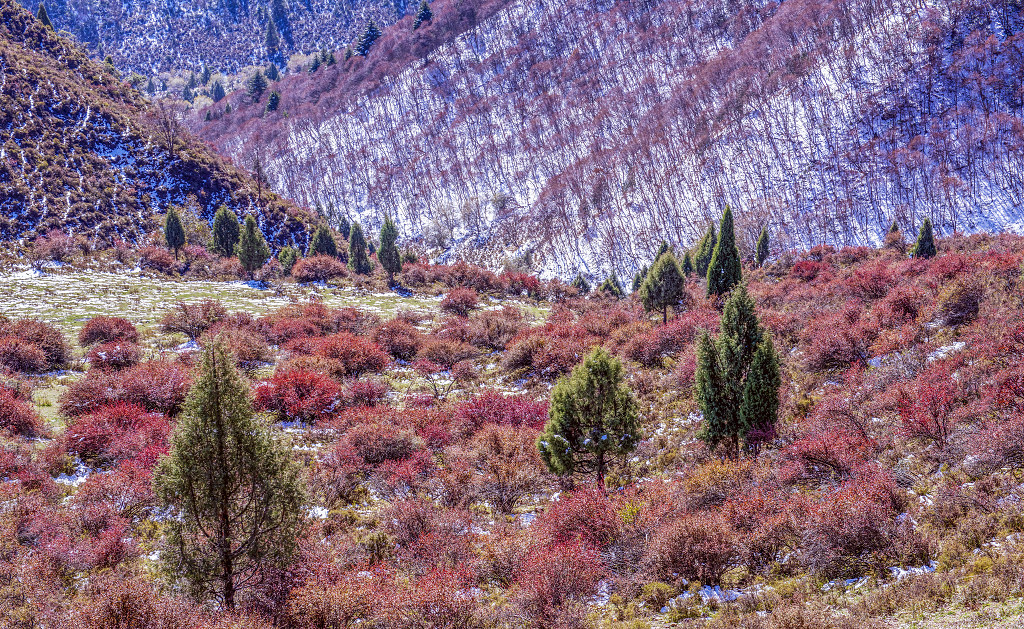 秋冬季节山坡上长满了暗红色灌木丛和山间的白雪