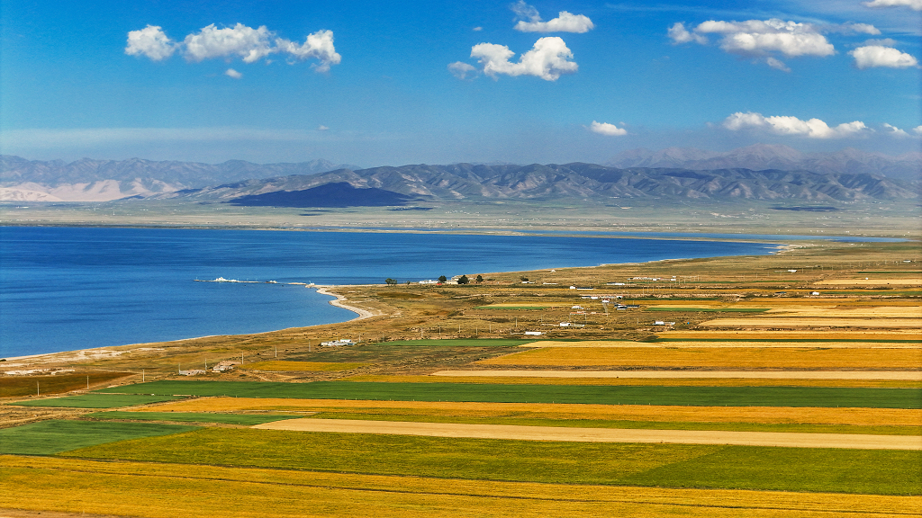 航拍秋日的蓝天白云下青海湖畔条状的农田里五颜六色