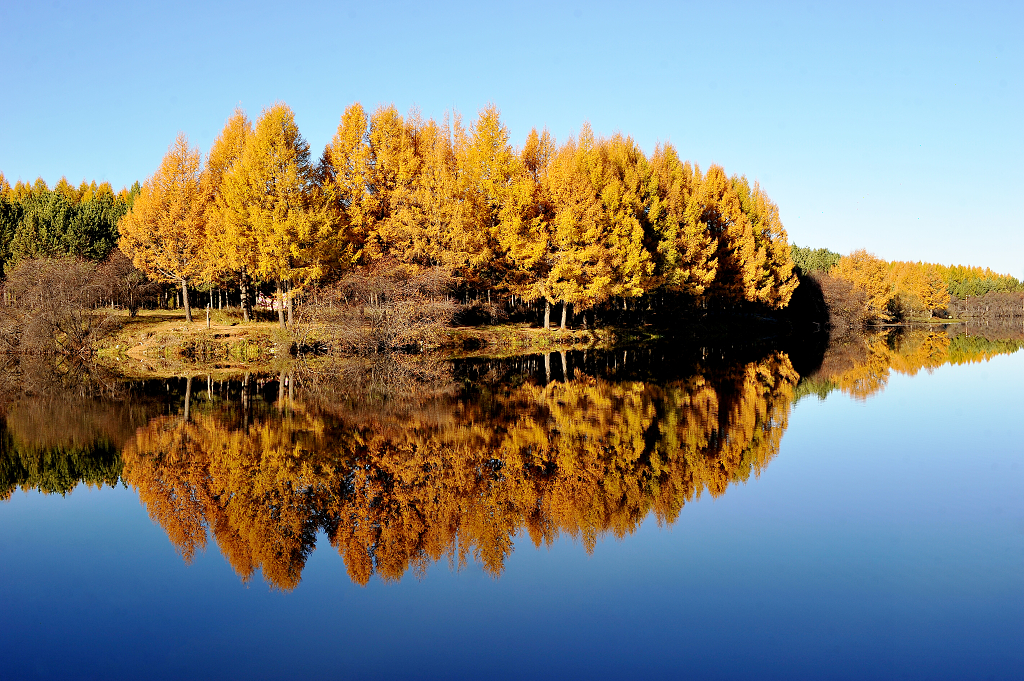 秋日坝上林场塞罕坝国家森林公园风景壁纸河北承德生态旅游