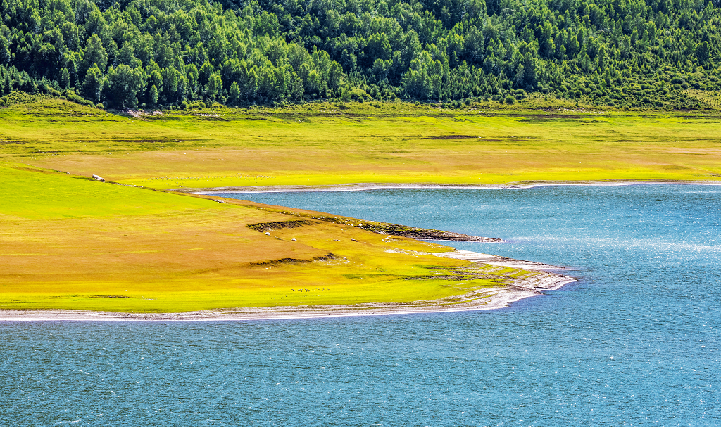 水岸边的山坡上的原始森林和天蓝色的水及金黄色的岸坡