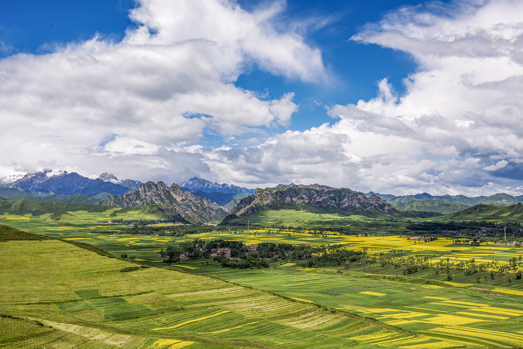 夏日蓝天白云雪山下小山村周围的农田里油菜花盛开