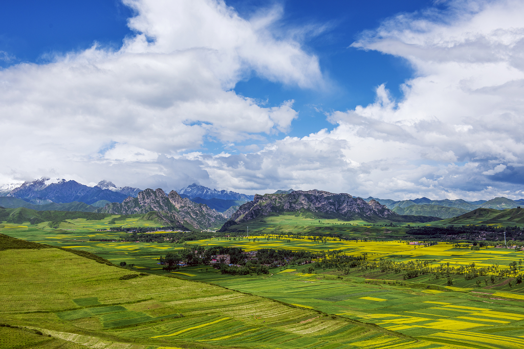 夏日蓝天白云雪山下小山村周围的农田里油菜花盛开