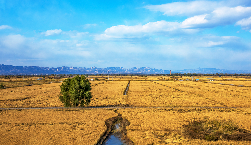 蓝天白云下金黄色的大地上一棵绿色的大树