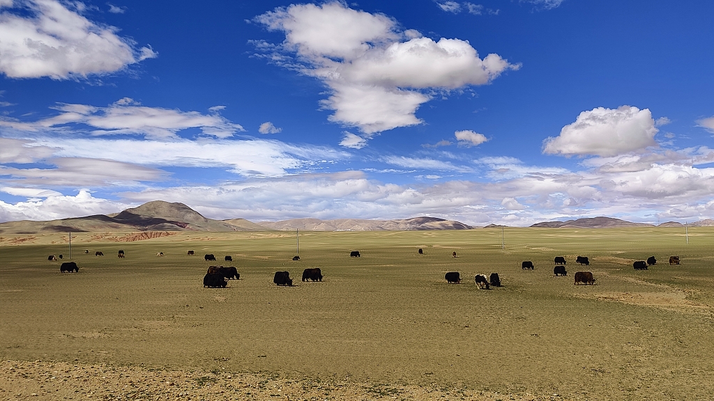 阿里北线的黑牦牛电脑壁纸