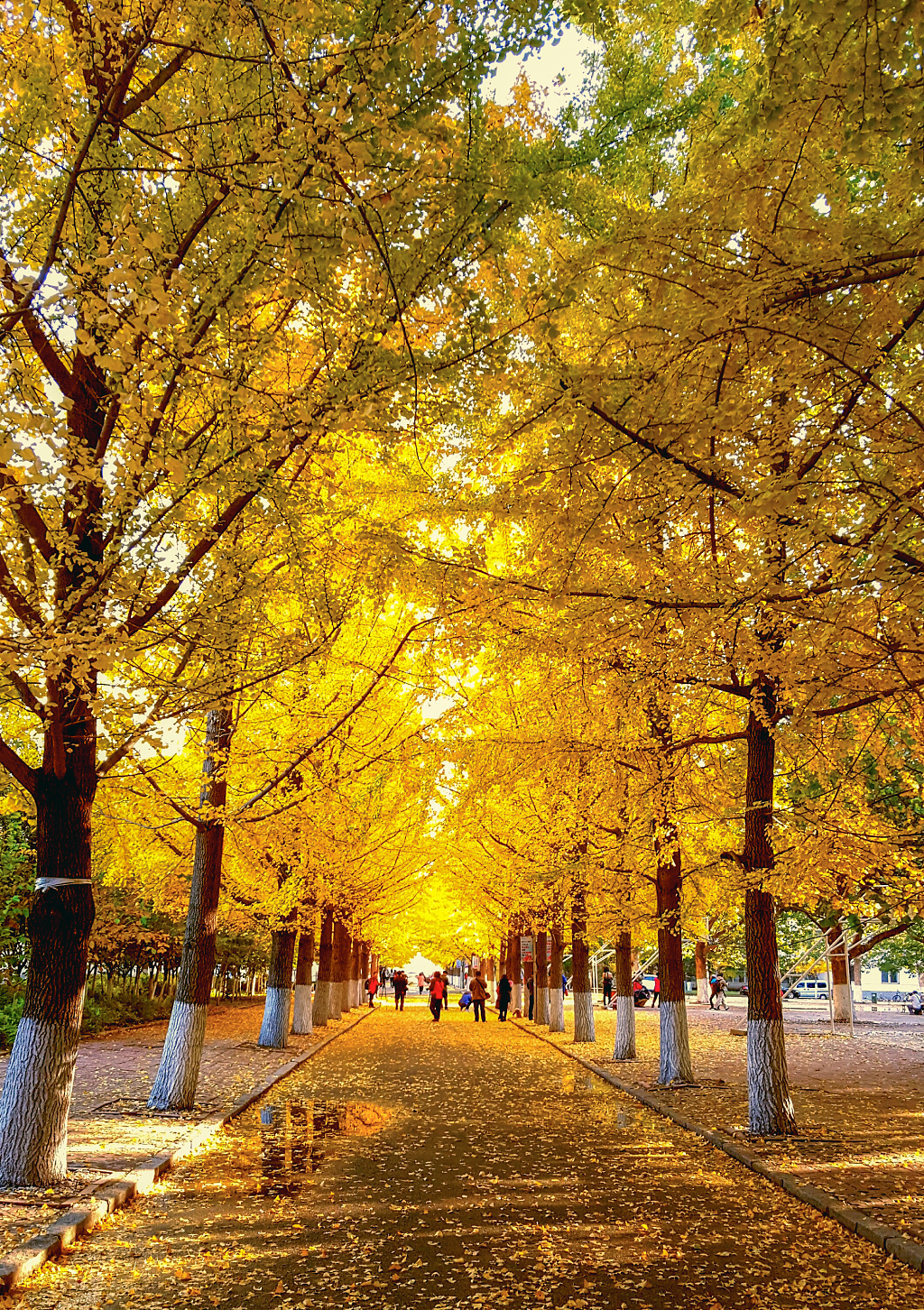 秋日的晨光里马上两旁金黄色的银杏叶覆盖了整个街道