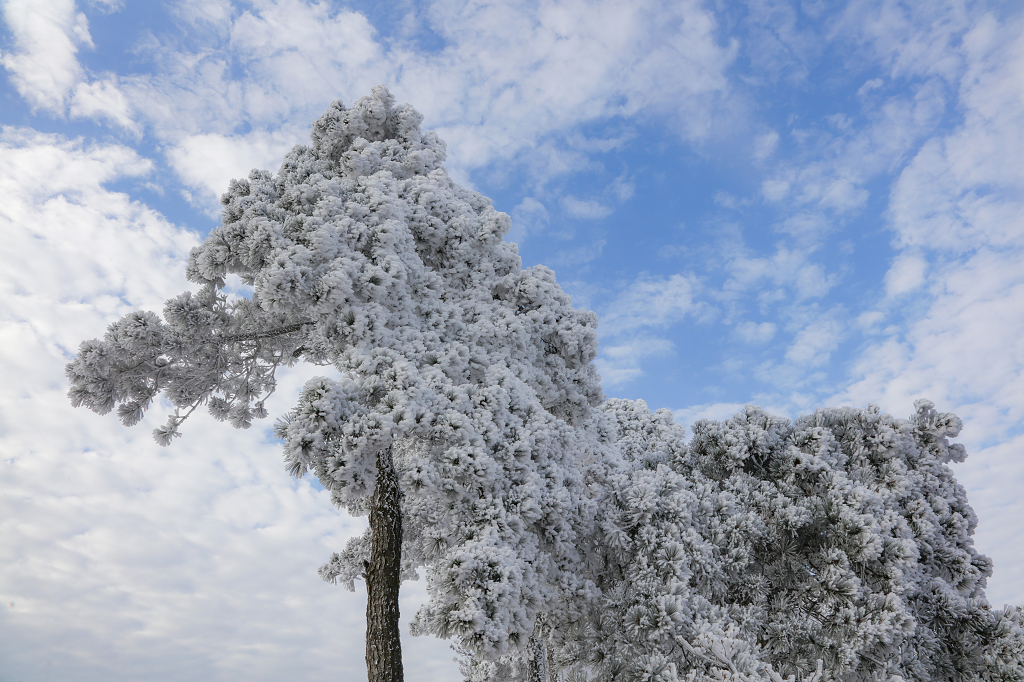 庐山雪淞银装素裹