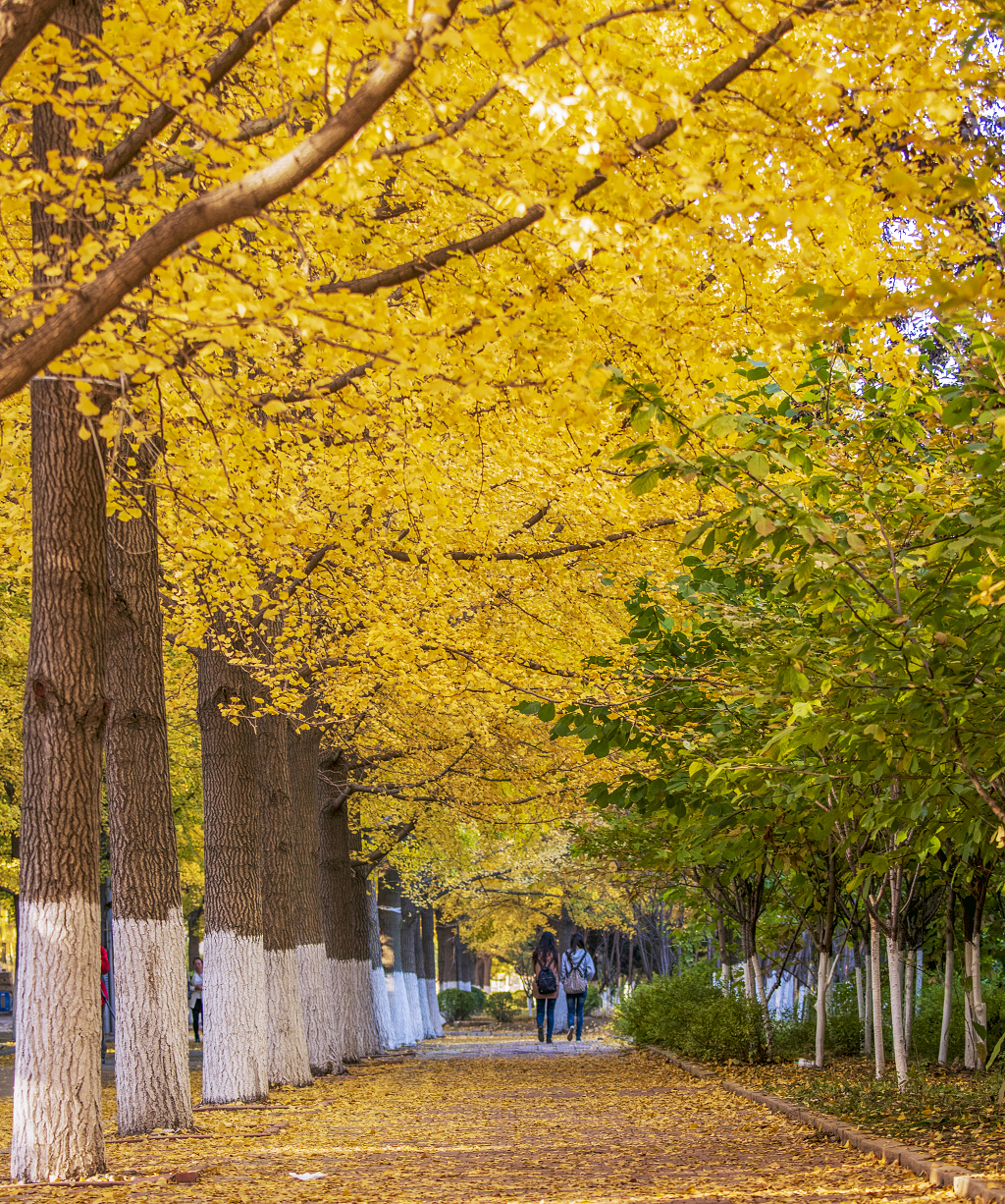 秋日的清晨校园的马路上金黄色的银杏树