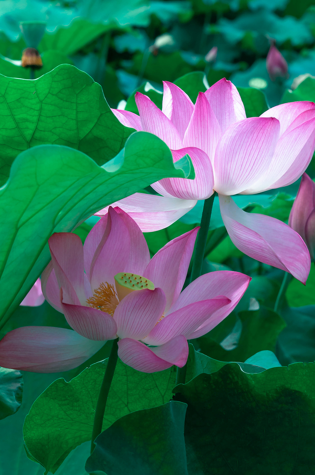 夏天池塘里绽放的荷花