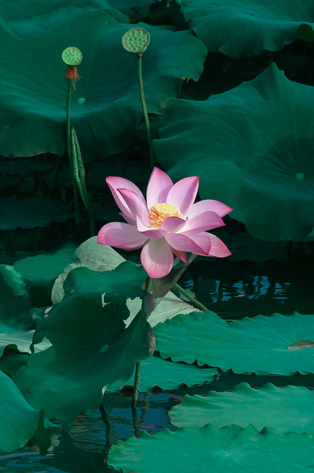 夏天池塘里绽放的荷花