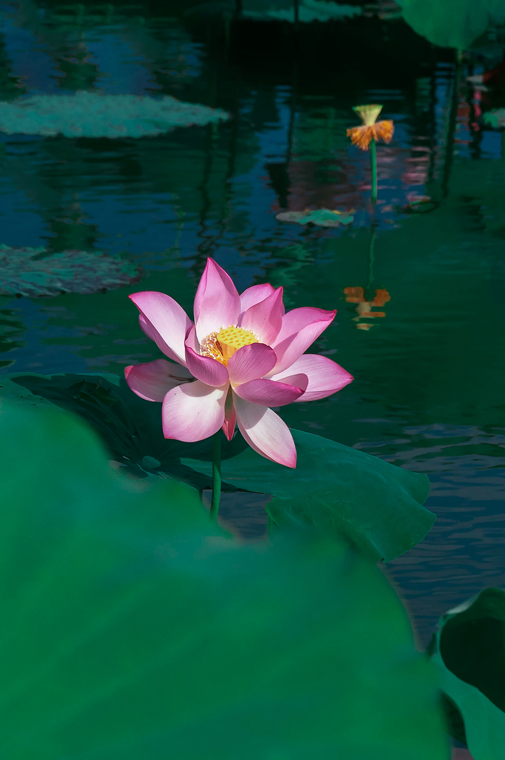 夏天池塘里绽放的荷花