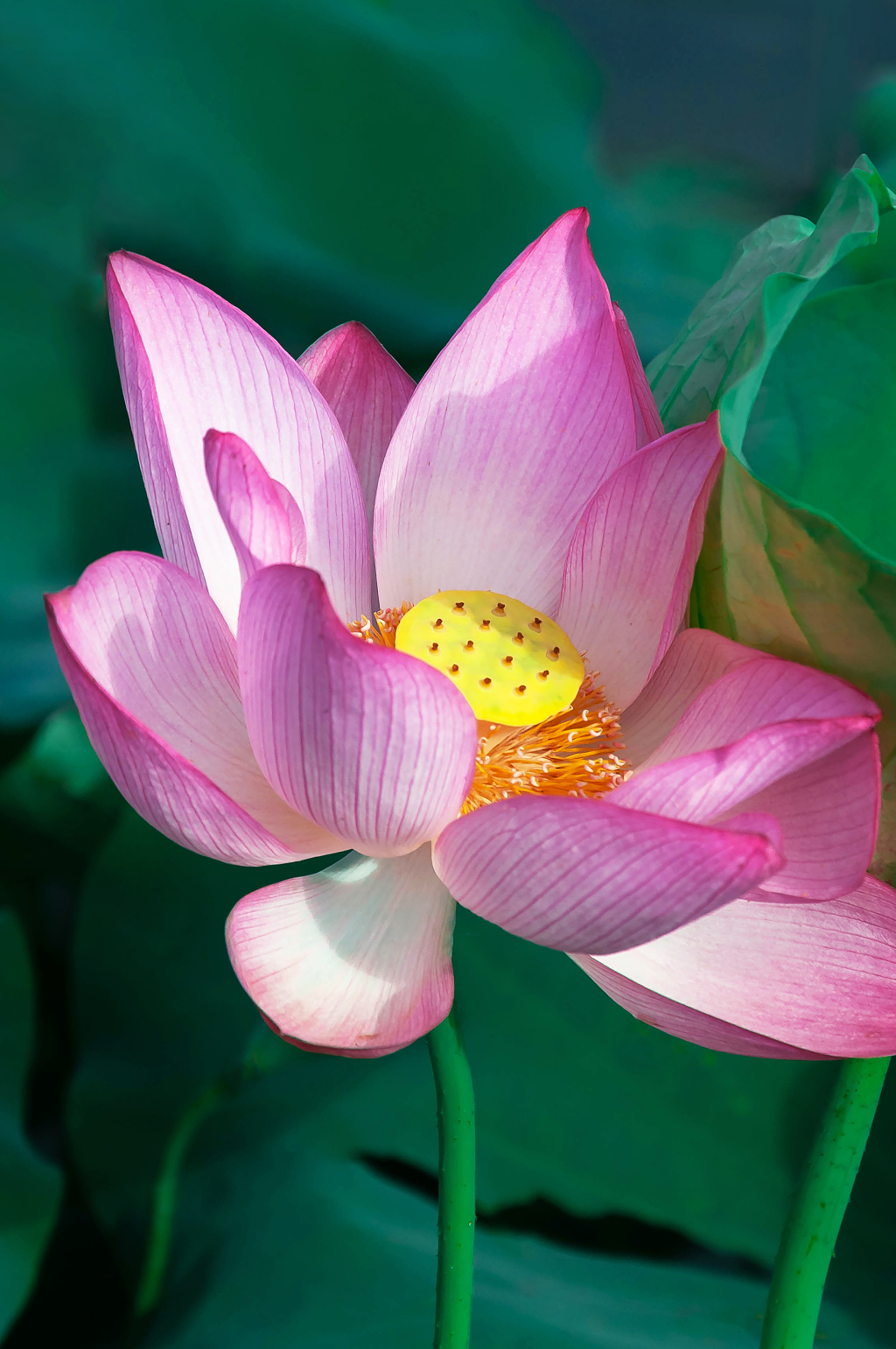 夏天池塘里绽放的荷花