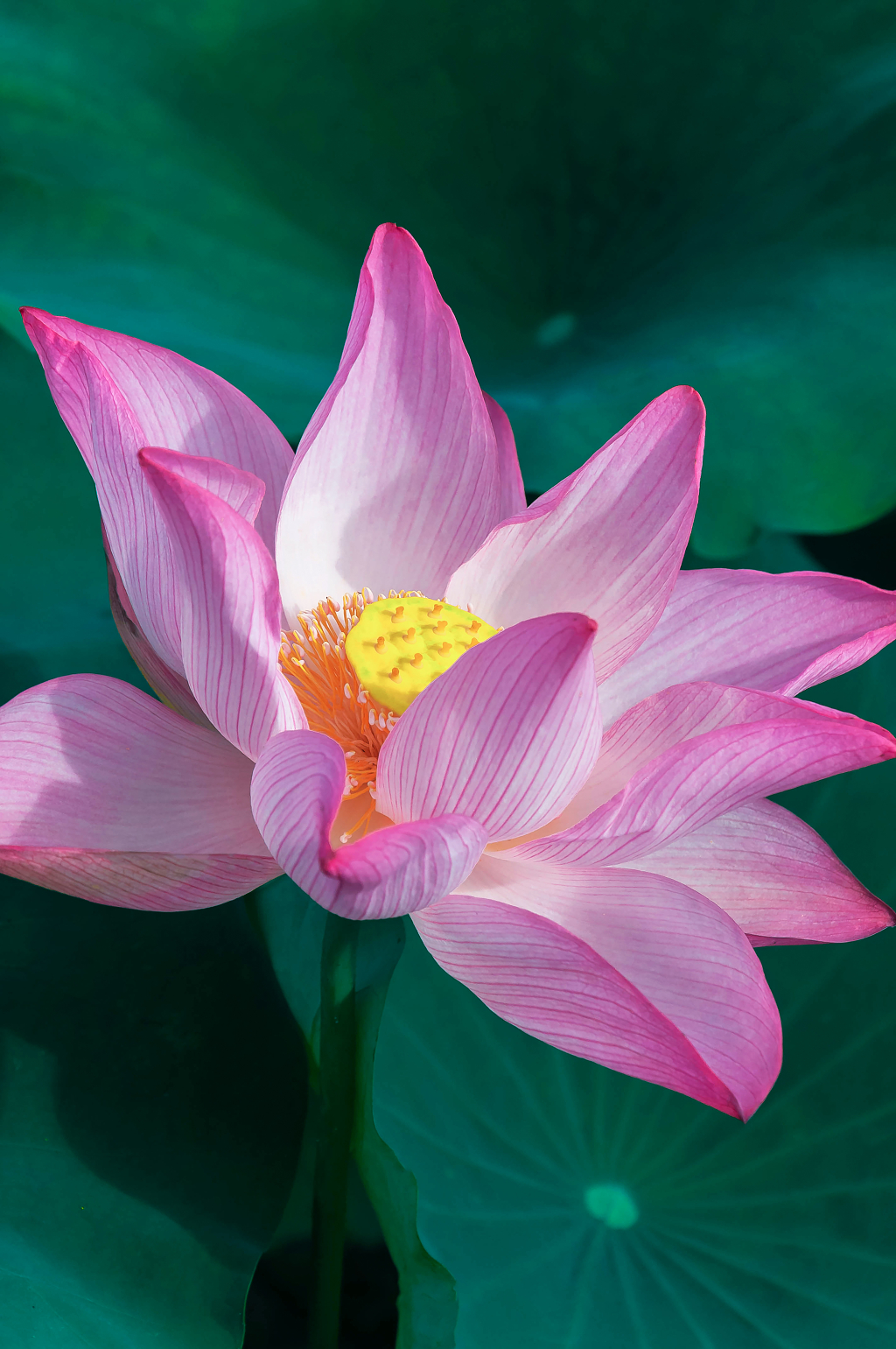 夏天池塘里绽放的荷花