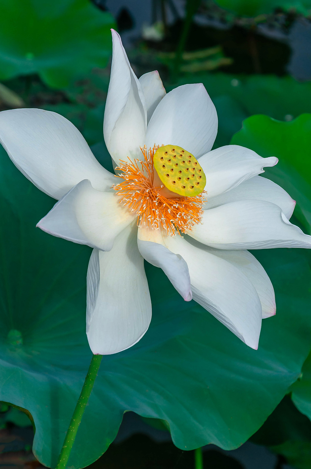 夏天池塘里绽放的荷花
