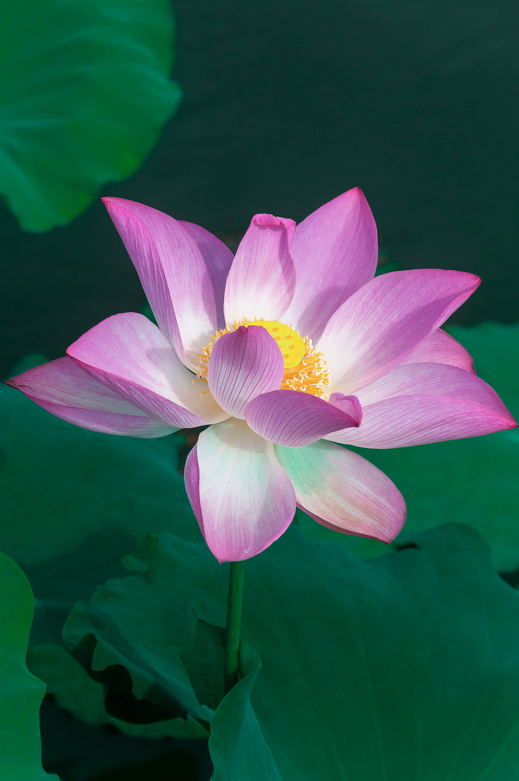 夏天池塘里绽放的荷花