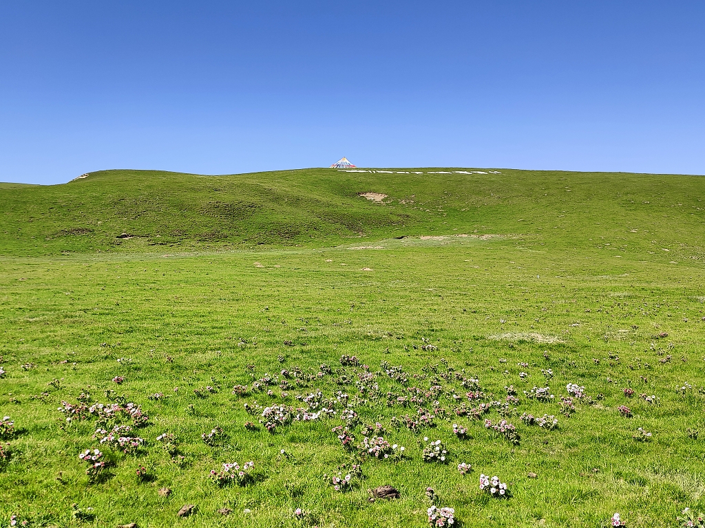 青海湖边的草地野花电脑壁纸