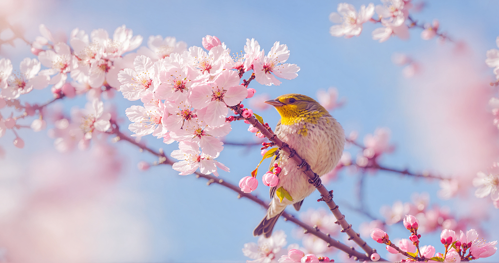 春天樱花树枝花卉鸟