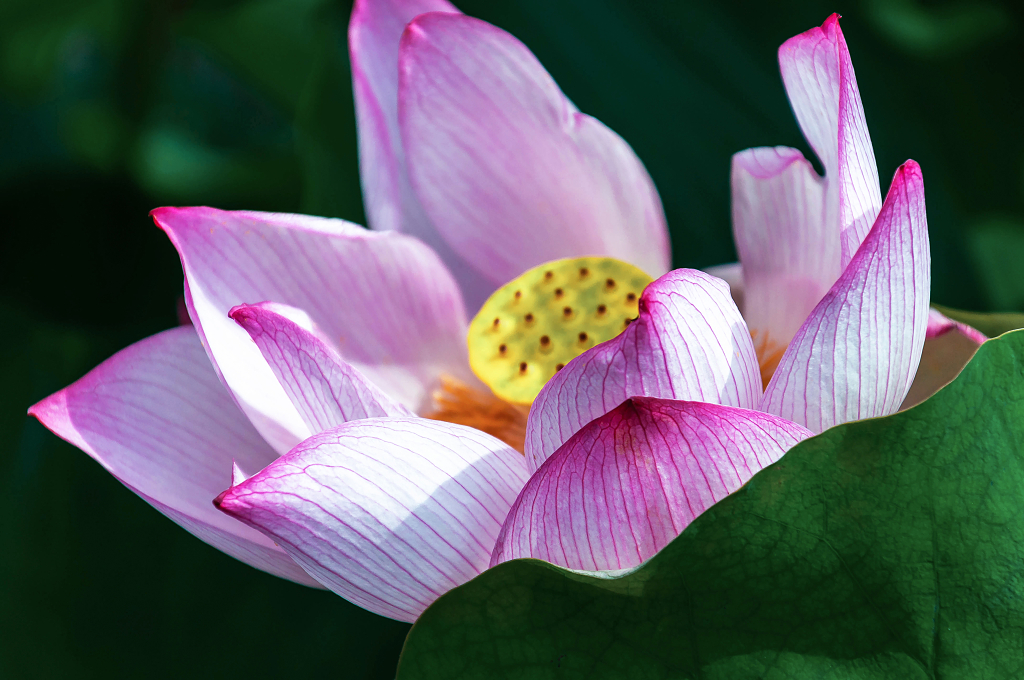 夏天池塘里绽放的荷花大暑小暑夏天
