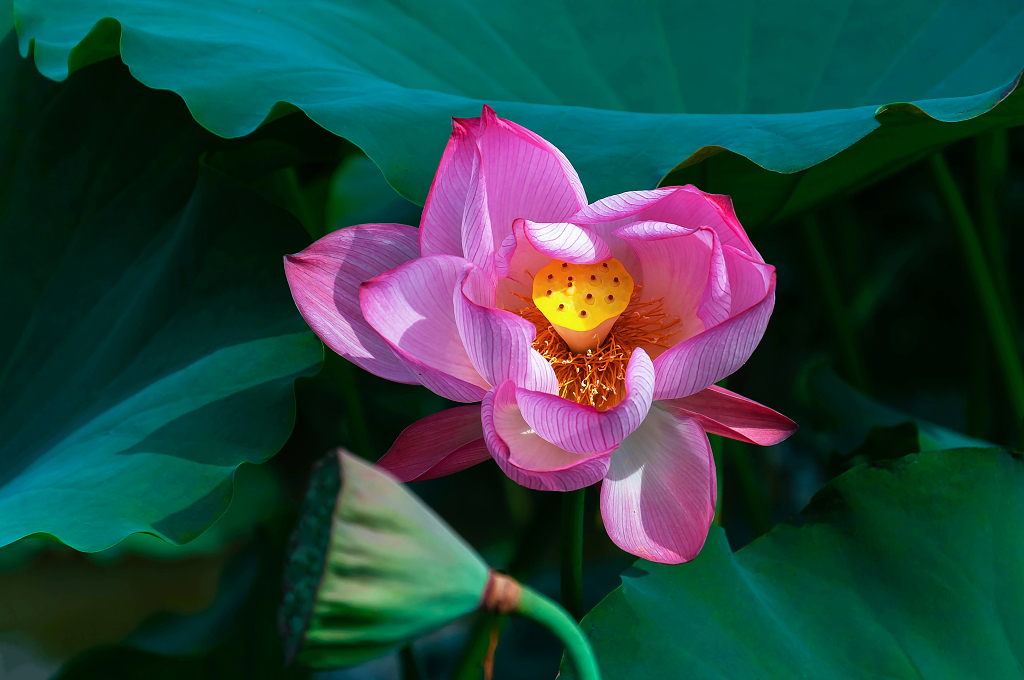 夏天池塘里绽放的荷花大暑小暑夏天