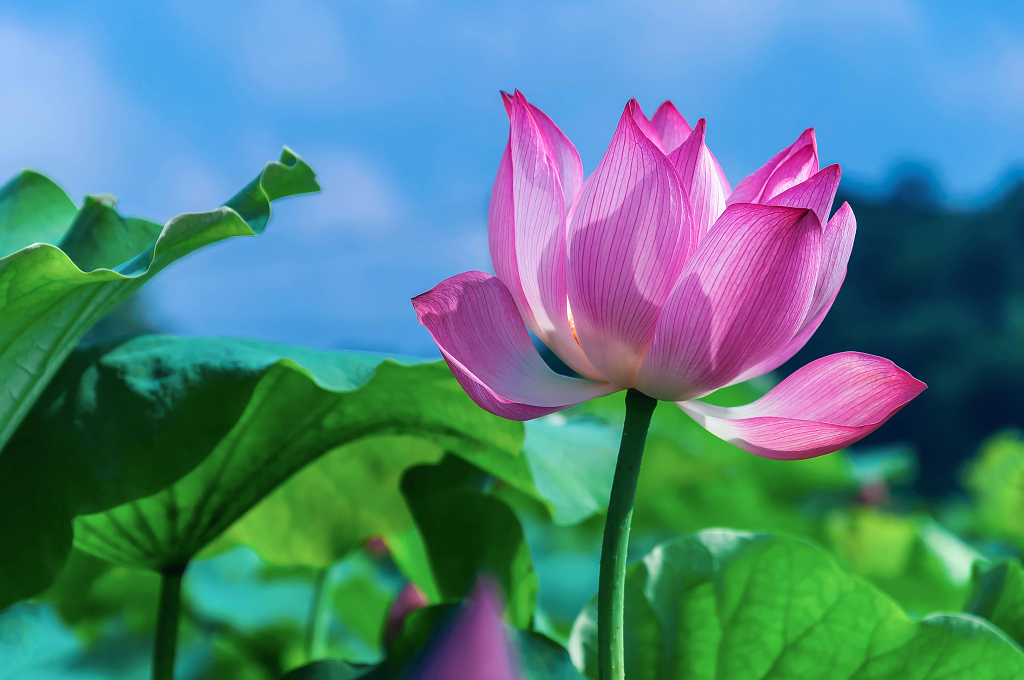 夏天池塘里绽放的荷花大暑小暑夏天