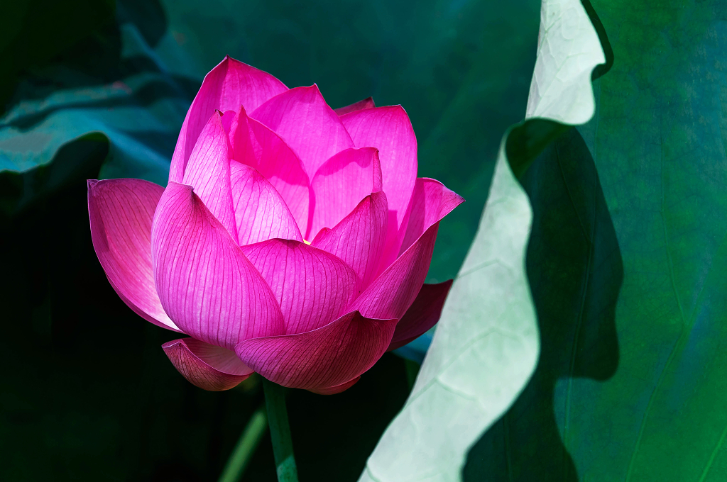 夏天池塘里绽放的荷花大暑小暑夏天