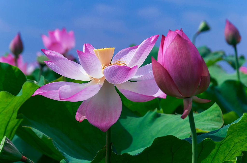 夏天池塘里绽放的荷花大暑小暑夏天