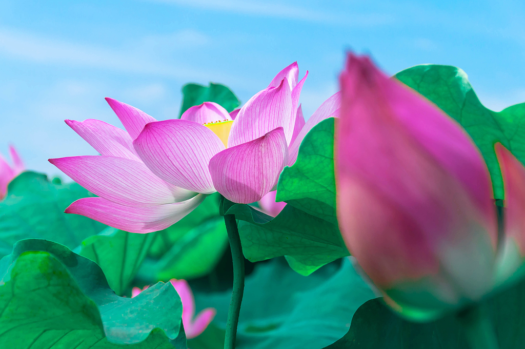 夏天池塘里绽放的荷花大暑小暑夏天