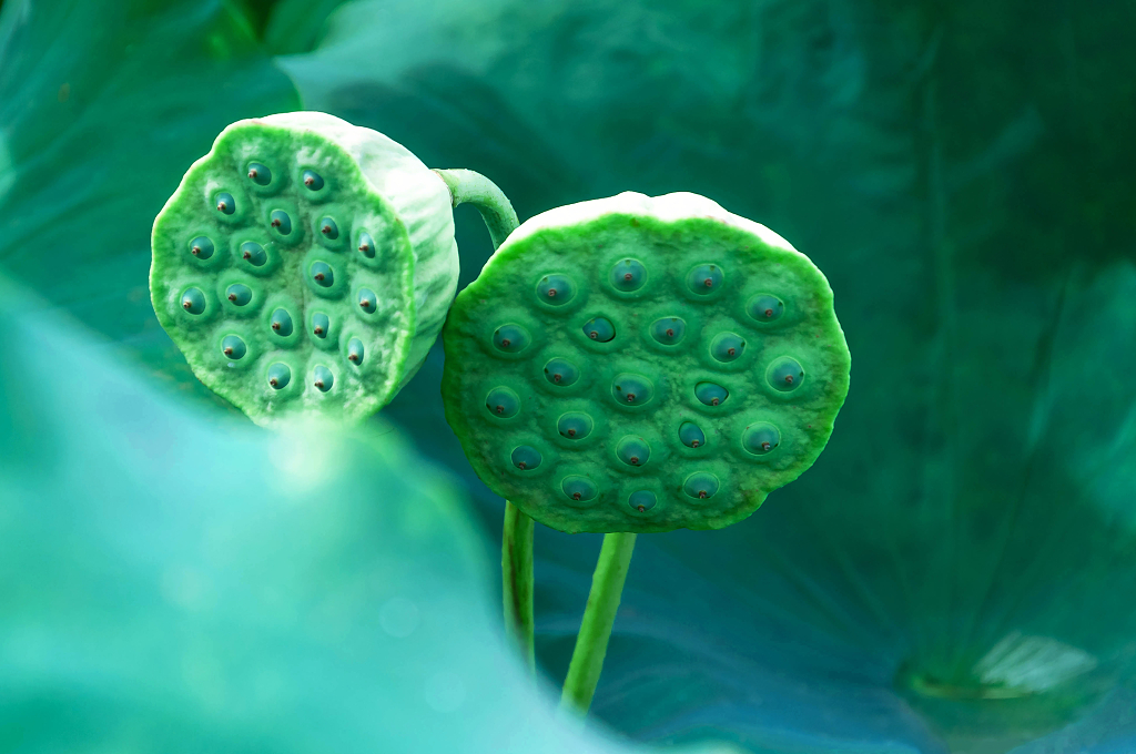 夏天池塘里莲蓬大暑小暑夏天