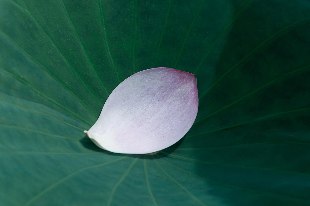 夏天池塘里绽放的荷花大暑小暑夏天