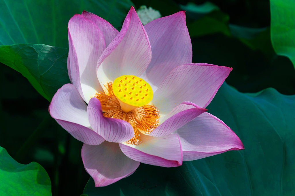 夏天池塘里绽放的荷花大暑小暑夏天