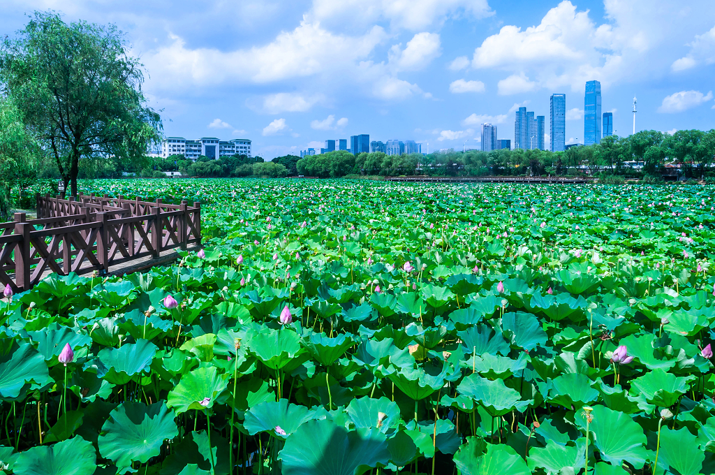 夏天池塘城市大暑小暑夏天