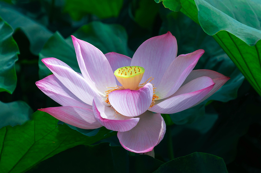 夏天池塘里绽放的荷花大暑小暑夏天