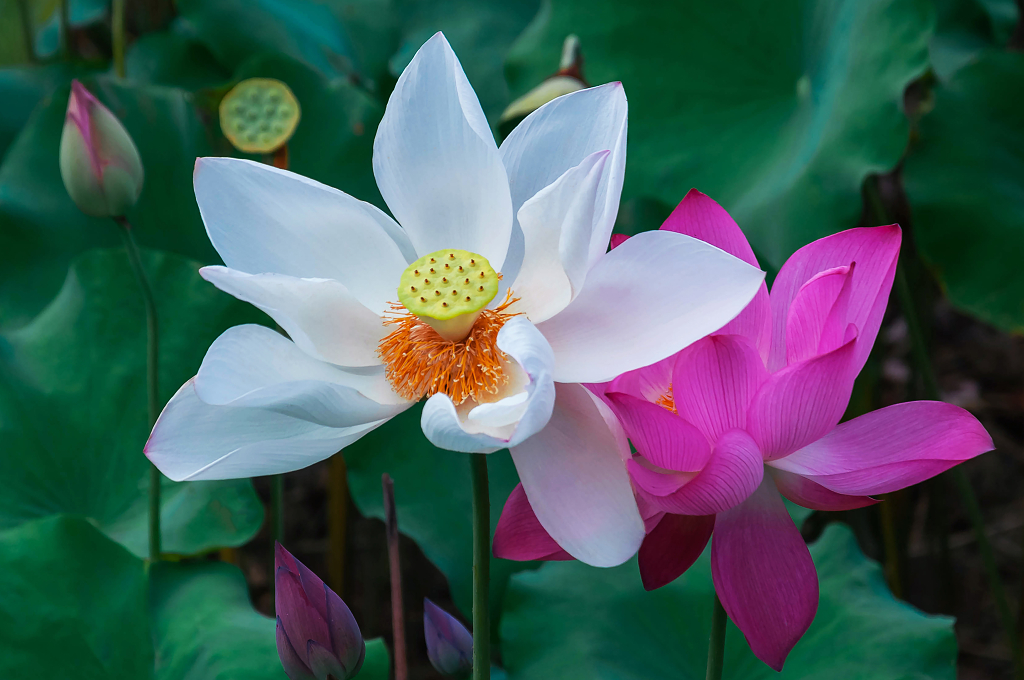 夏天池塘里绽放的荷花大暑小暑夏天