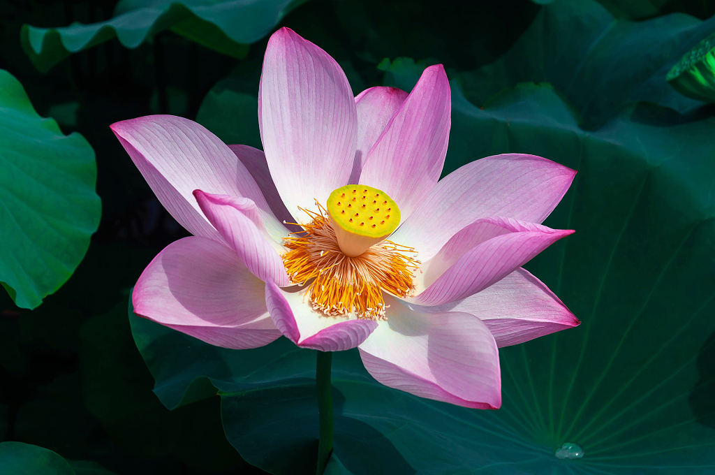 夏天池塘里绽放的荷花大暑小暑夏天