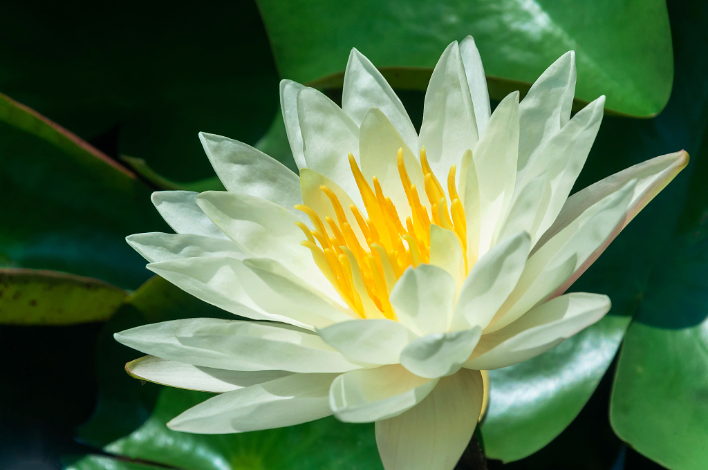 夏天池塘里绽放的白色荷花大暑小暑夏天