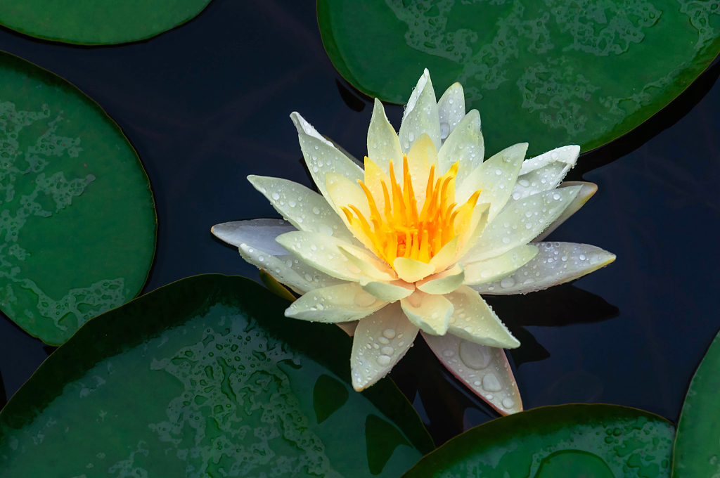 夏天池塘里绽放的睡莲大暑小暑夏天