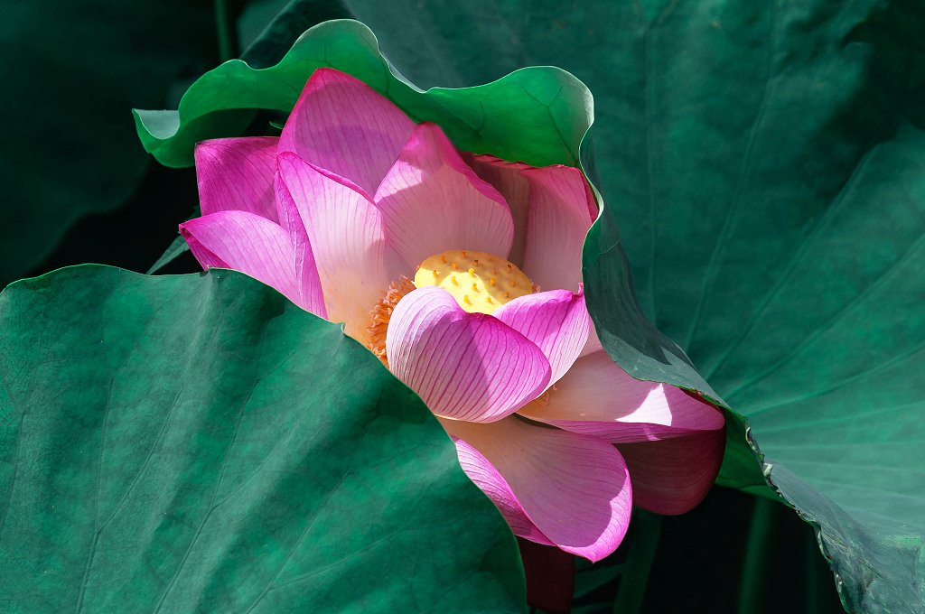 夏天池塘里绽放的荷花大暑小暑夏天