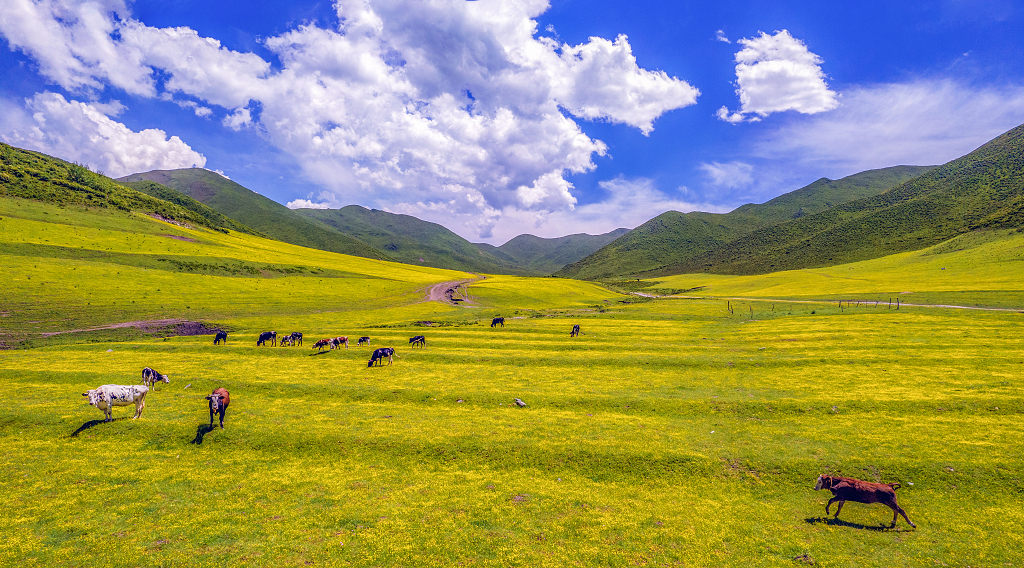 大山深处的山坡上开满了小黄花的草地上吃草的牛群