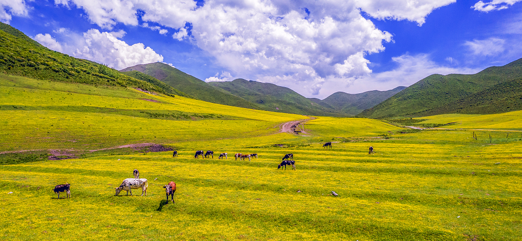 大山深处的山坡上开满了小黄花的草地上吃草的牛群