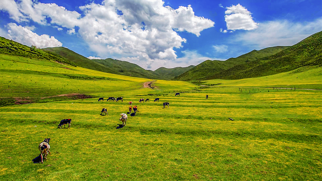 大山深处的山坡上开满了小黄花的草地上吃草的牛群