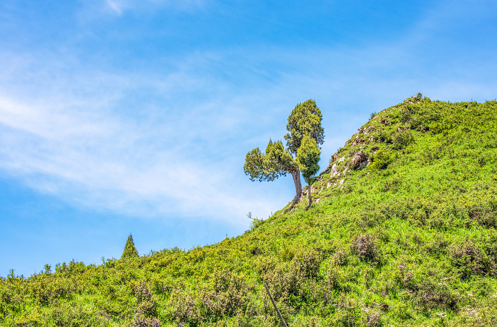 夏日的蓝天白云下山坡上的灌木丛和一棵大树