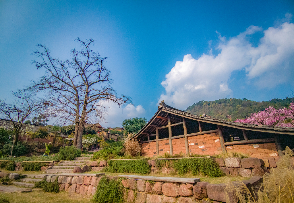 春日的蓝天白云下小山村农家院的房前屋后桃花盛开