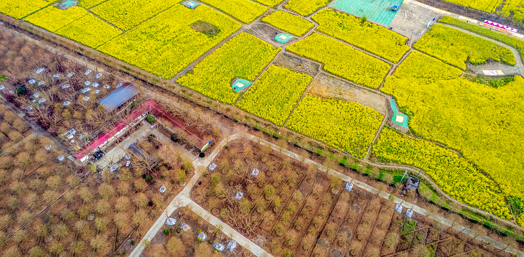 航拍农田里金黄色的油菜花和红褐色的树林及农家院