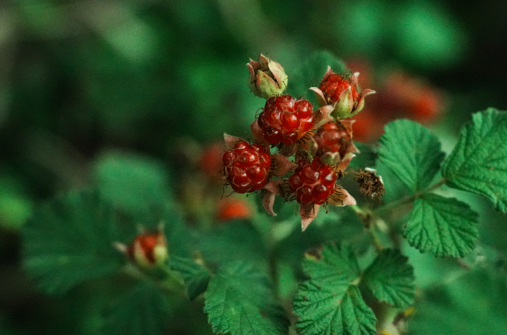 野外红树莓特写森林野果