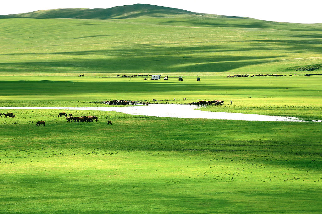 一望无际草原牛羊马群吃草光影壁纸