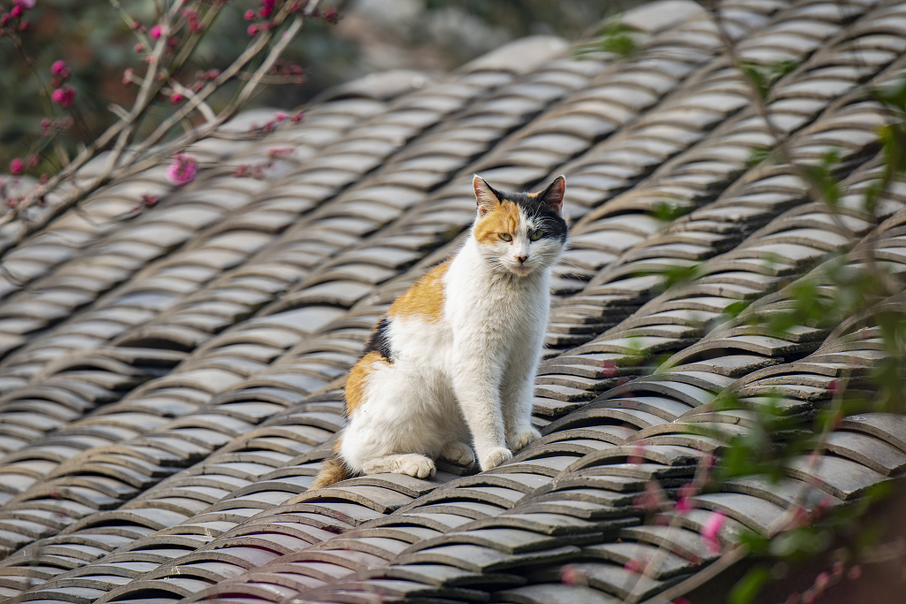 腊梅花下的屋顶上站着一只小花猫